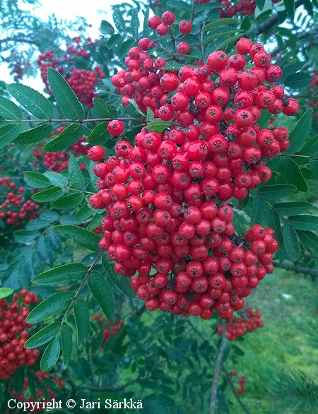 Sorbus aucuparia, kotipihlaja